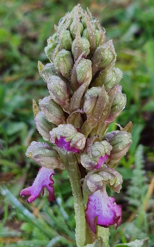 Barlia robertiana a Roma � 10 febbraio 2026.